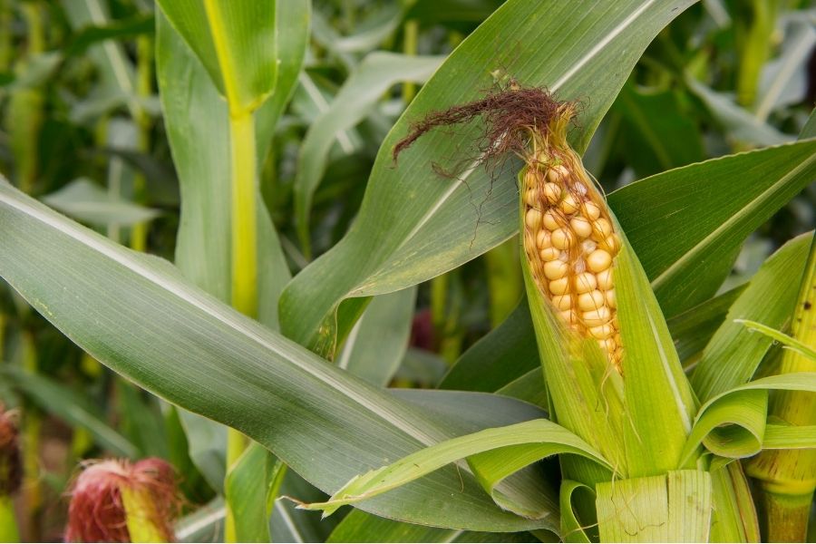 When Is Corn Season in the U.S? Timing Your Harvest Right 2 Harvest mature corn